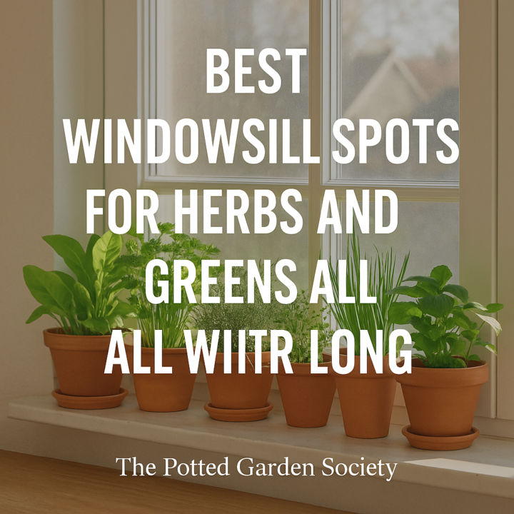🌿 Best Windowsill Spots for Herbs and Greens All Winter Long