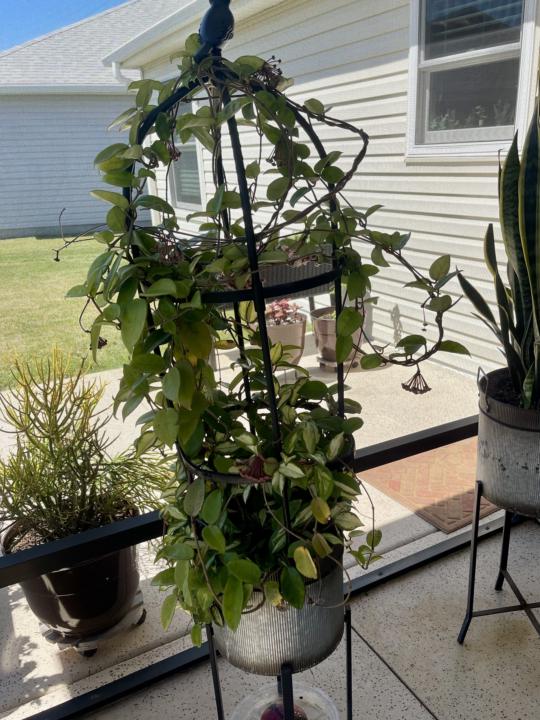 Plant drama