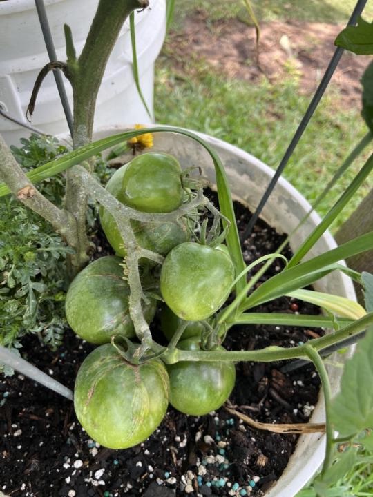 5 Gallon Bucket Tomatoes