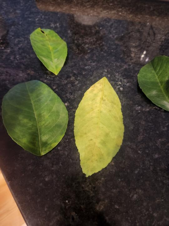 Meyers Lemon Tree Woes
