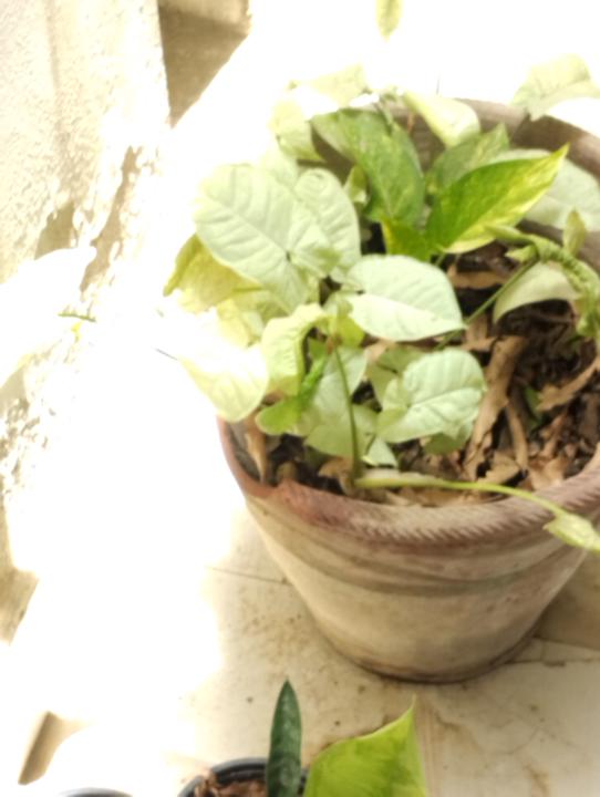 The Cat broke my Flower Pot... Again!