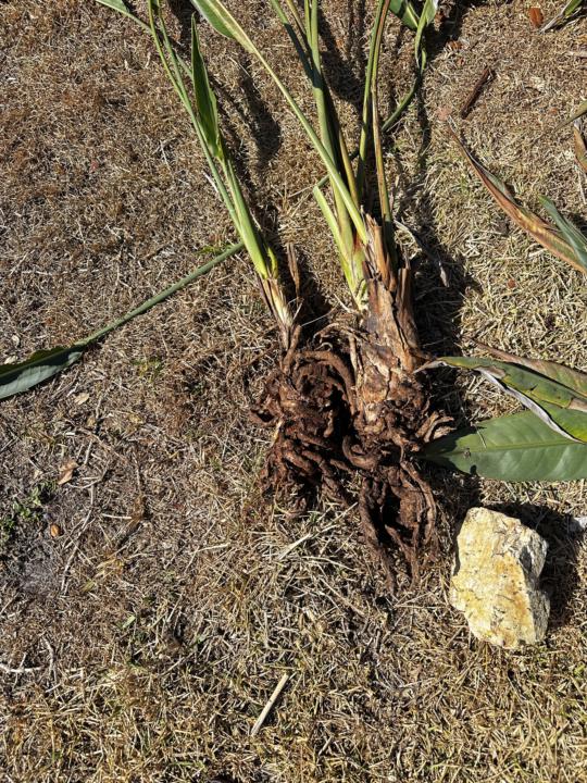 Bird of paradise needs to rise up again