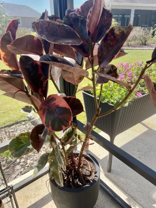 Proud plant moment