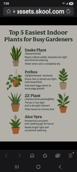 Indoor plants