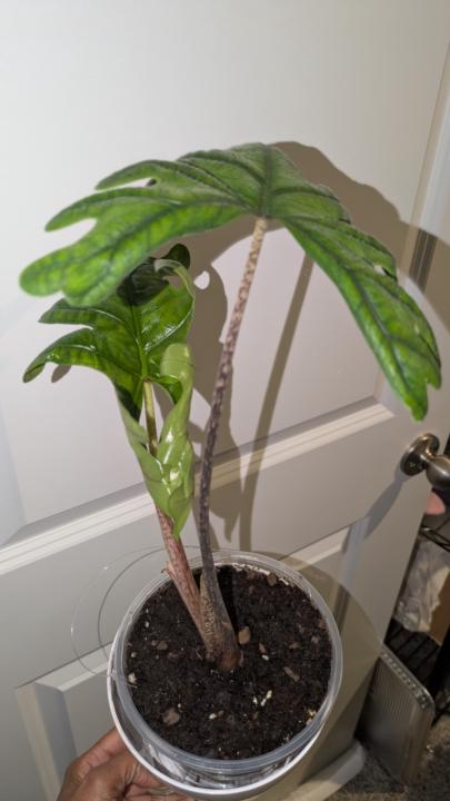 My Jacklyn Alocasia