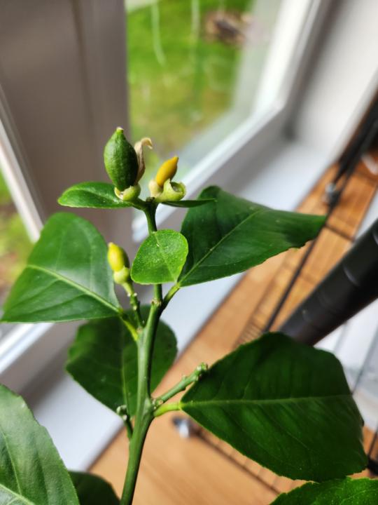We Have Baby Lemons!