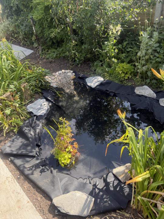 Pond