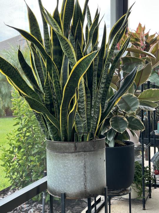 Container plantings!