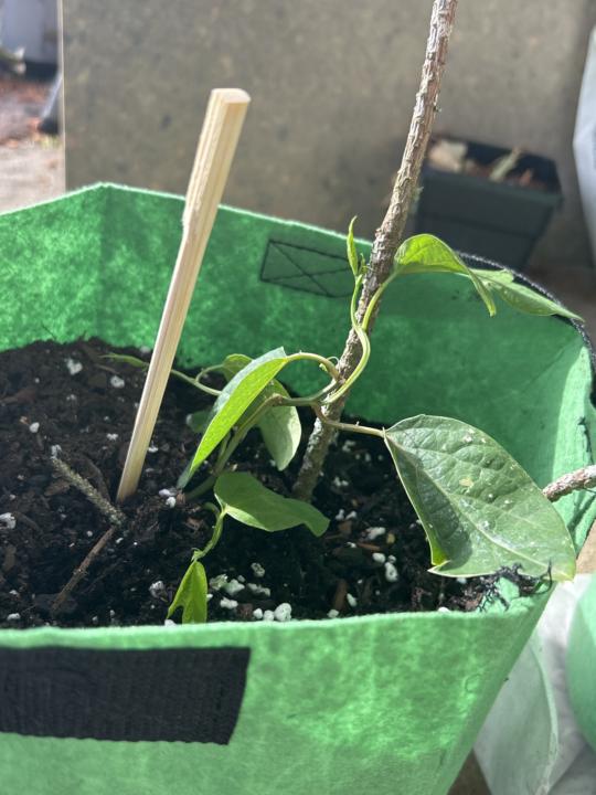 Yesterday, maypops arrived!