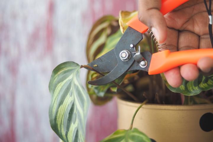 Pruning for Shape in January: What to Trim Now (and What Not To) ✂️🪴