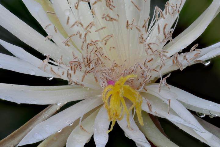 Queen of the night