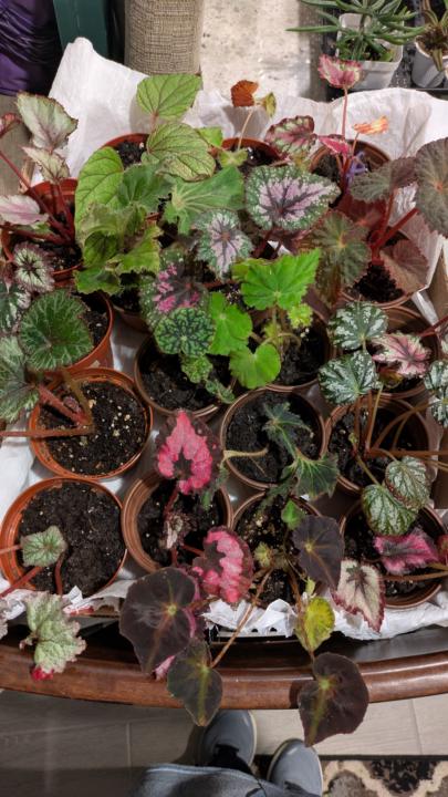 18 of 22 varieties of Begonias I own!!