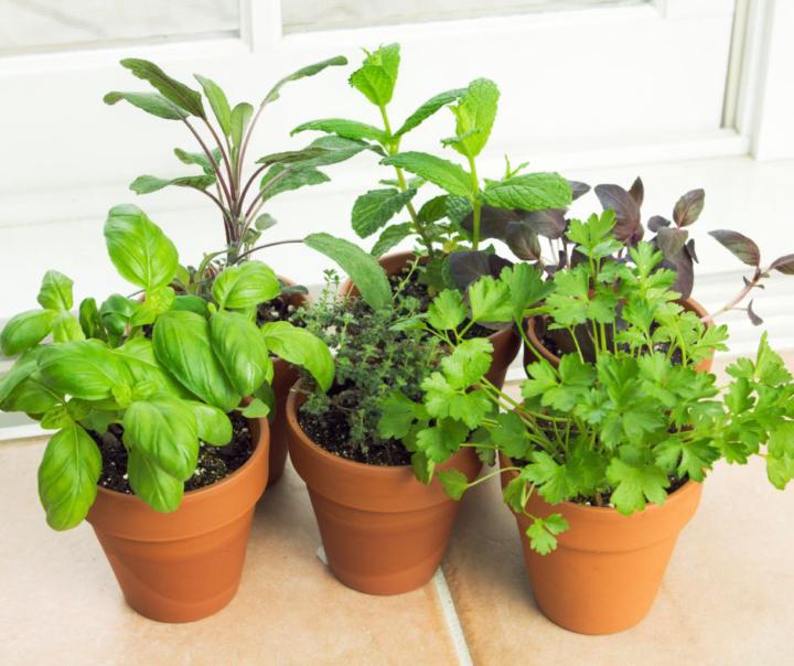 Herbs For Every Occasion
