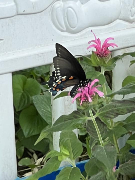 Blooms in containers 