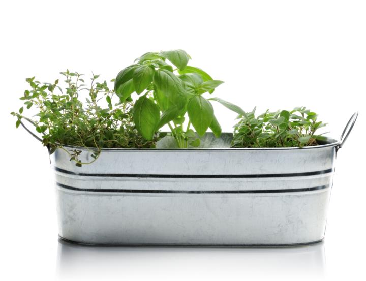 Pairing Herbs in One Container: What Plays Nicely Together (and What Definitely Doesn’t) 🌿🪴