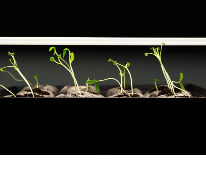 🌱 Seed Starting Done Right – Day 2 of 5 Why Your Seedlings Get Leggy (And How to Prevent It Early)