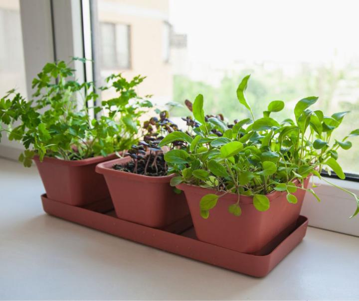Best Herbs for Winter Windowsills (Easy Wins for Container Gardeners) 🌿