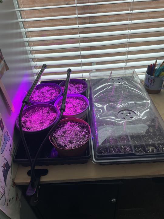 Grow light