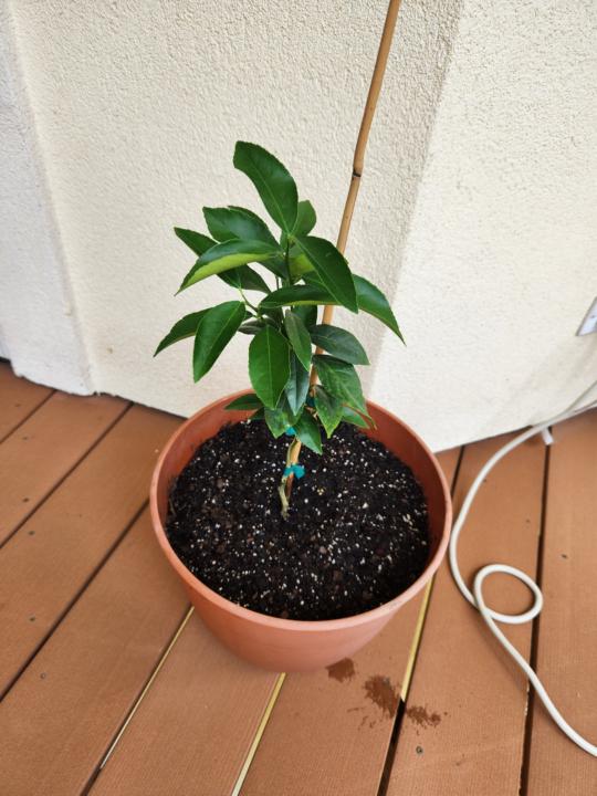 National Lemonade Day