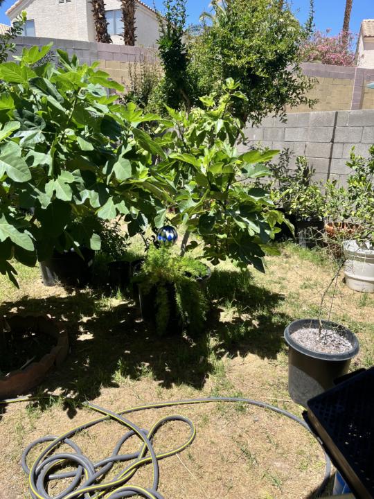 Some of my plants in pots 