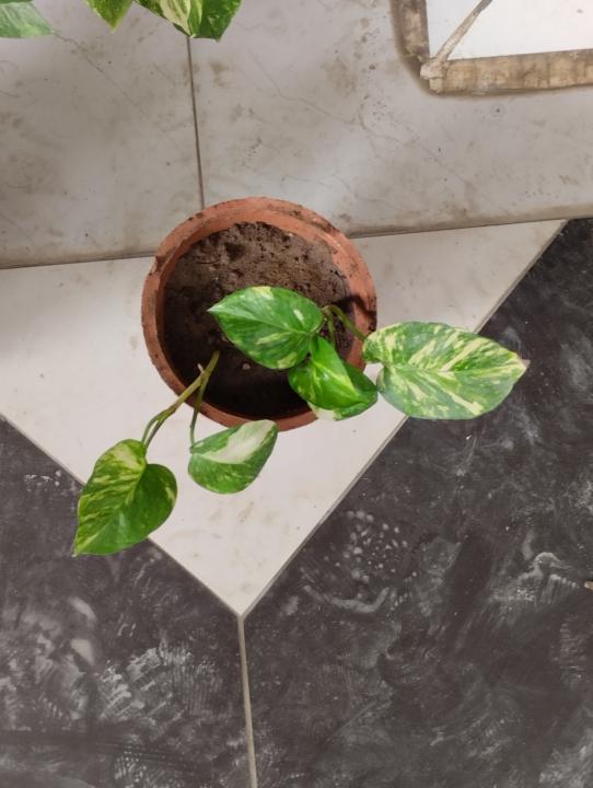 Experimenting with Water Propagation of Indoor Plant Cuttings