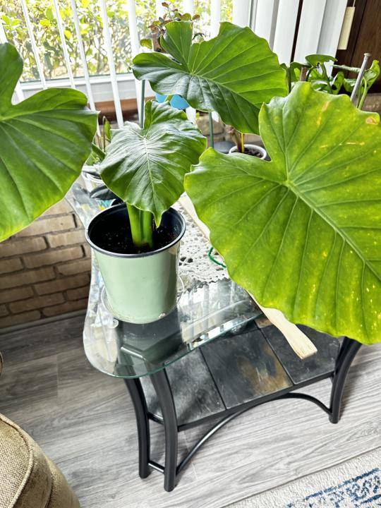 Monstera Elephant Ear???
