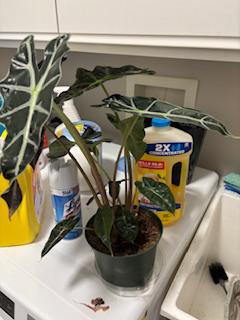 Alocasia Polly