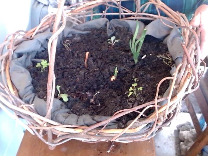 Some I Just Planted!