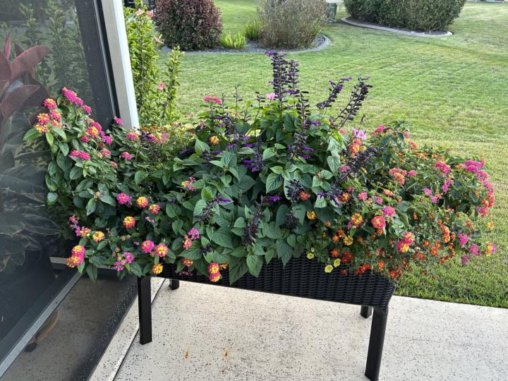 Raised beds are growing