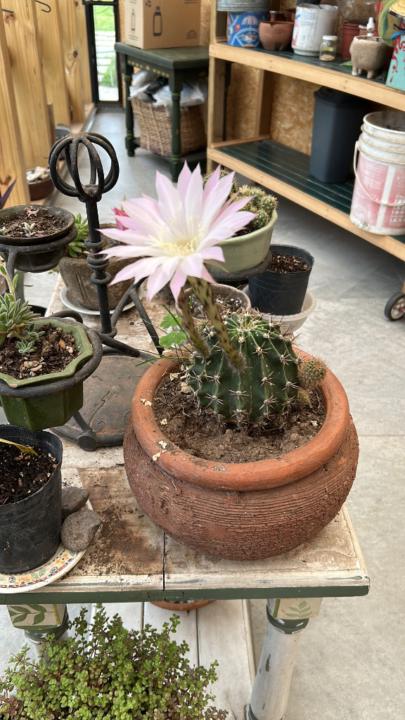 Silvia maria Ballester