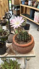 Silvia maria Ballester