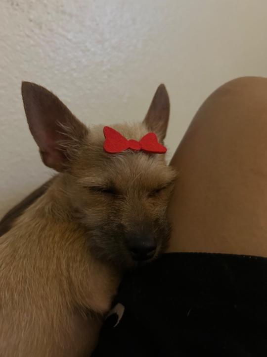 Natalie torres-Parker