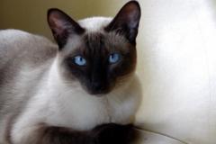 Éber Davi Marins Almeida