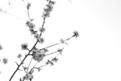 Clara Martinez Saldana