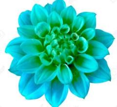 Dalia D