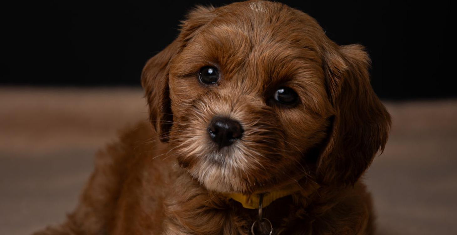 Chapter 2: Researching and Choosing Your Breed