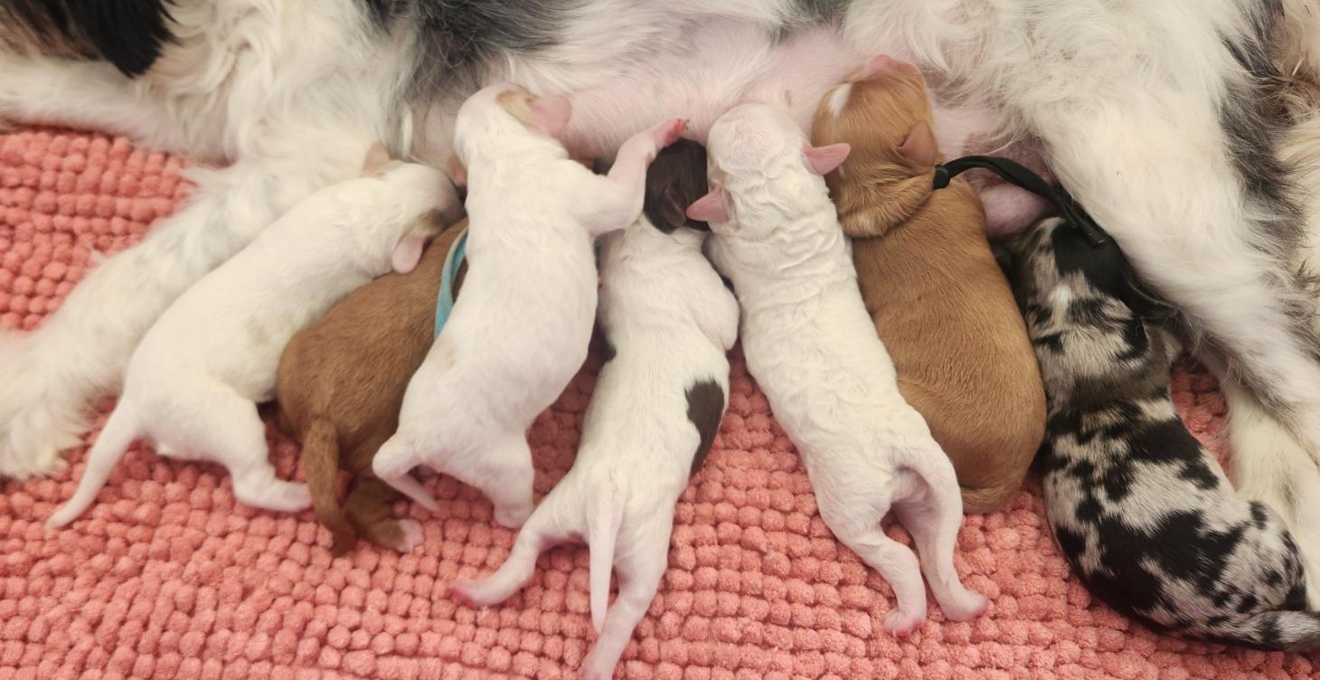 Chapter 1: Introduction to Ethical Breeding