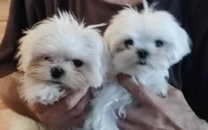 Josefina Trujillo García