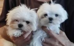 Josefina Trujillo García