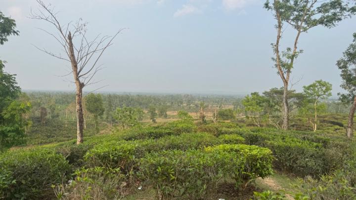 Tanvir Mahmud
