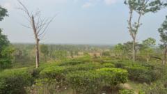Tanvir Mahmud