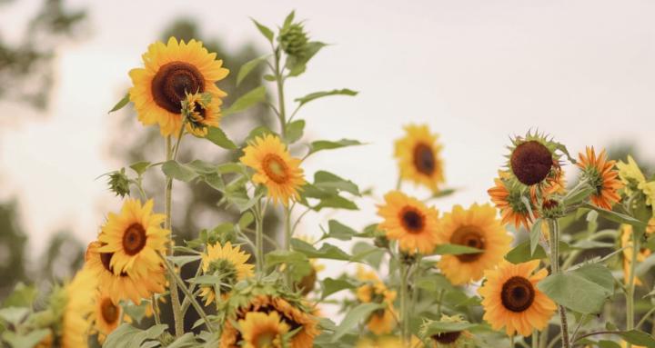 Selfportrait - But next level