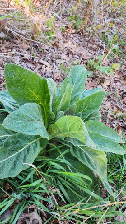 Mullein 