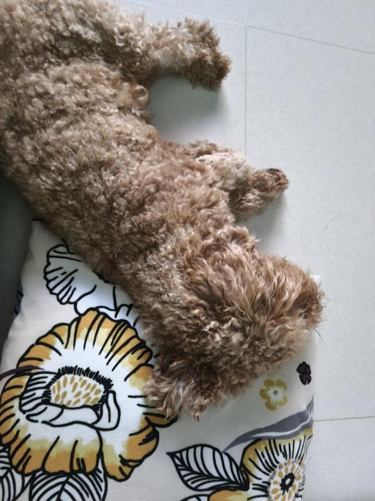 Jo Jo