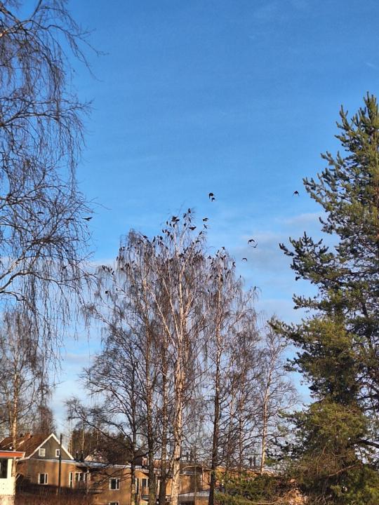 Merete Rudland Schackt