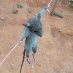 Pamodou Tamba