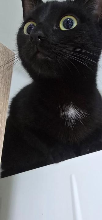 Daniela Alexandrescu