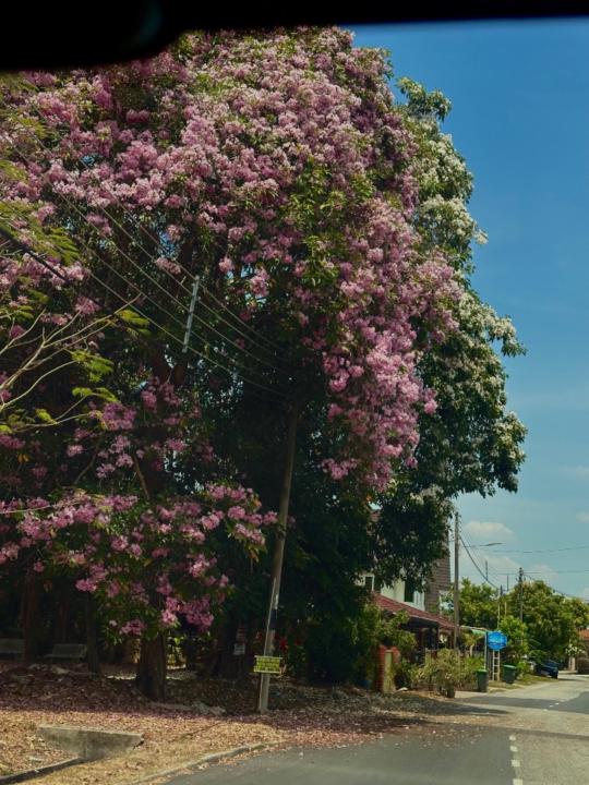 Amira N