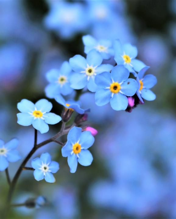 Symbolism today — What’s your favorite flower?