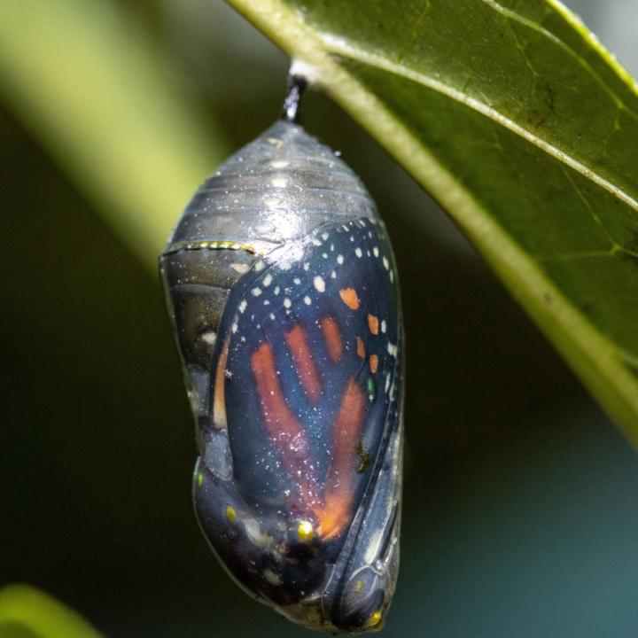 I've been thinking about caterpillars and butterflies a lot lately